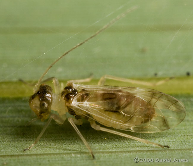 Barkfly (Graphopsocus cruiatus) on bamboo leaf - 2