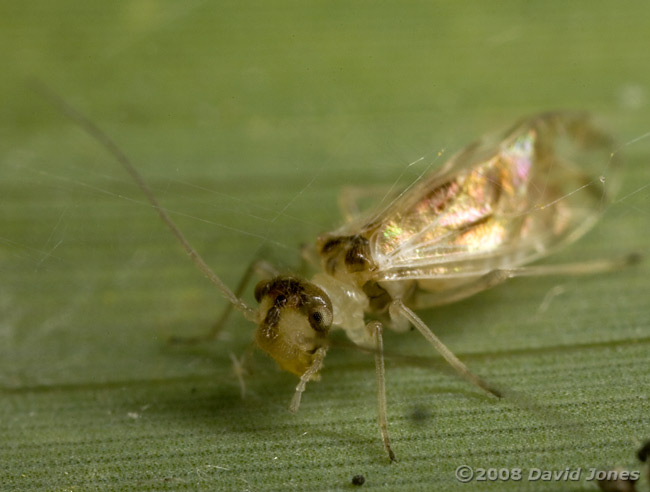 Barkfly (Graphopsocus cruiatus) on bamboo leaf - 3