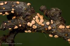 Fungus on twig