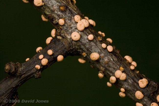 Fungus on twig - 2