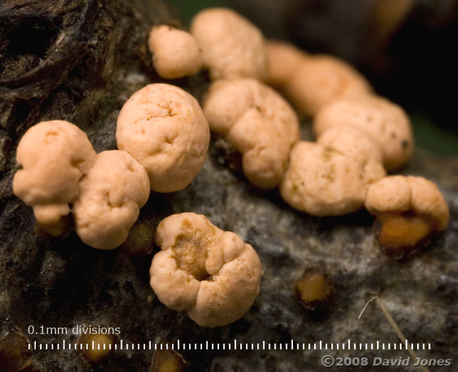 Fungus on twig - close-up