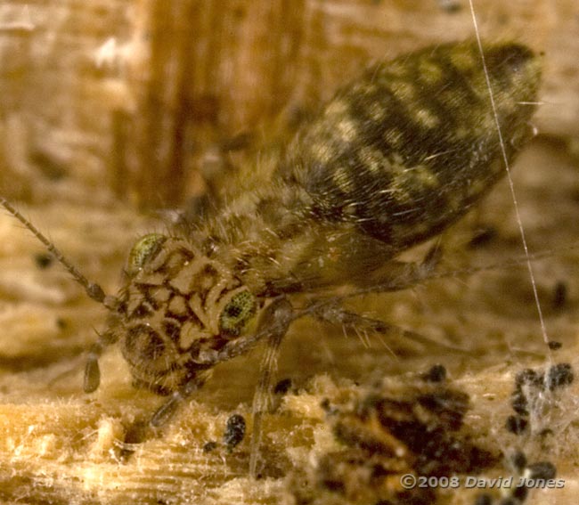 Barkfly (Pteroxanium kelloggi) on log - 1 (cropped image)