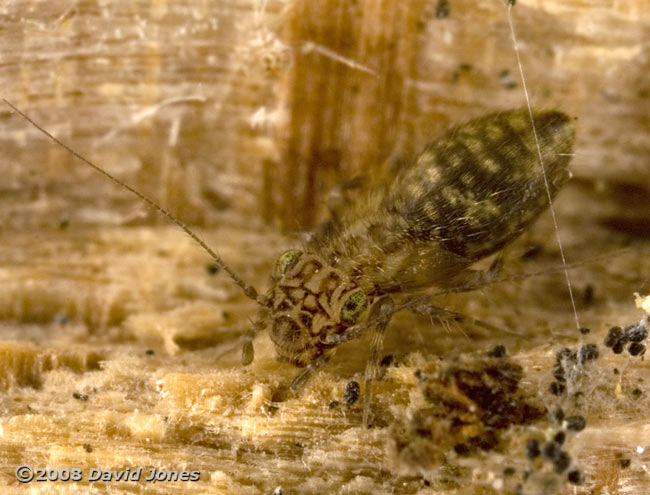 Barkfly (Pteroxanium kelloggi) on log - 1