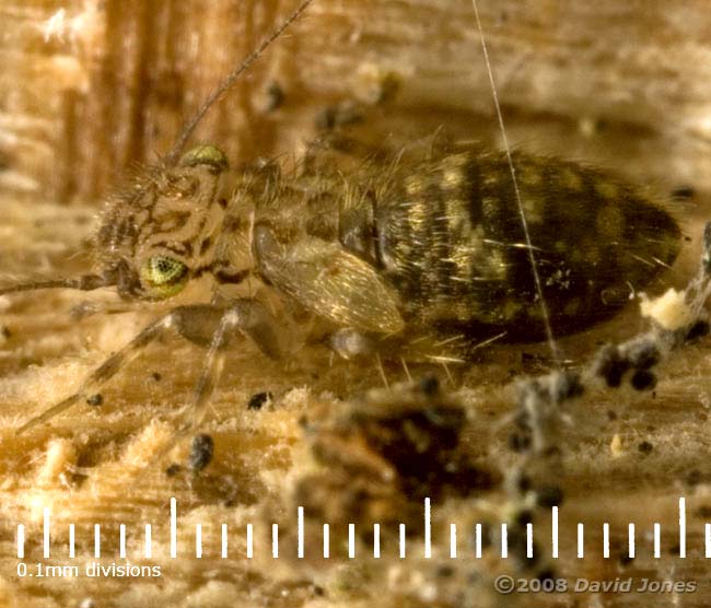 Barkfly (Pteroxanium kelloggi) on log - 2 (cropped image)