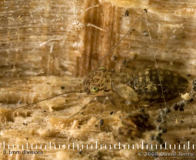 Barkfly (Pteroxanium kelloggi) on log - 2