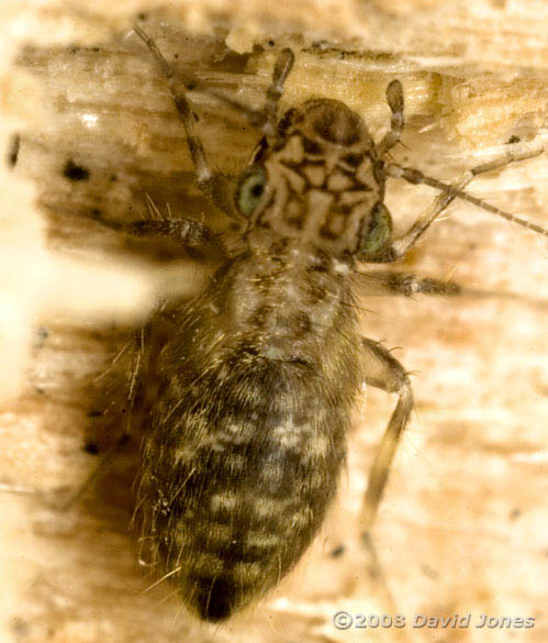 Barkfly (Pteroxanium kelloggi) on log - 3