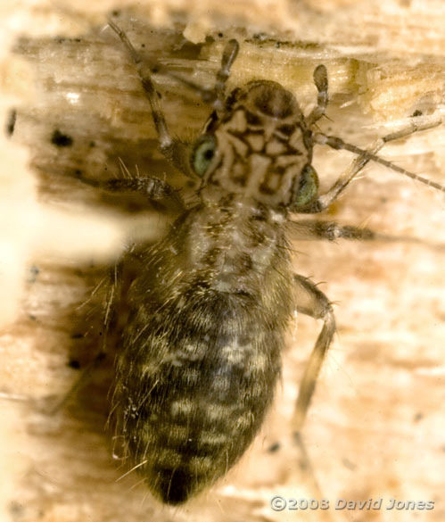 Barkfly (Epicaecilius pilipennis - brachypterous form) on log