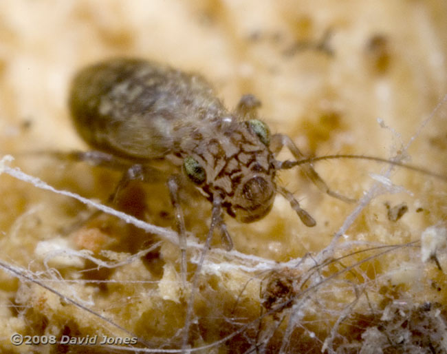 Barkfly (Pteroxanium kelloggi) on log - front view