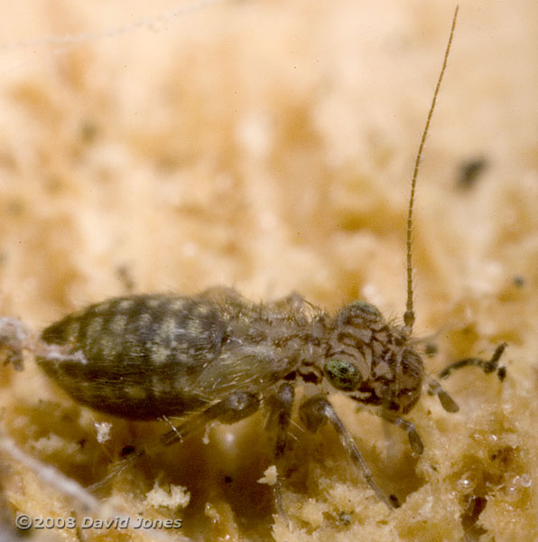 Barkfly (Pteroxanium kelloggi) on log - oblique side view