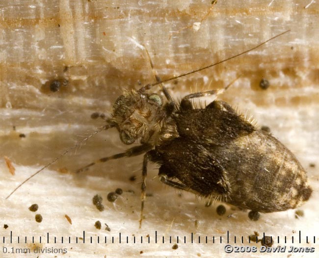 Barkfly (possibly Pteroxanium kelloggi) on log - 1