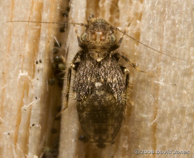 Barkfly (possibly Pteroxanium kelloggi) on log - 2