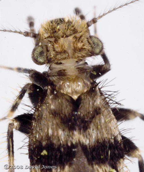 Barkfly (Pteroxanium kelloggi) - close-up