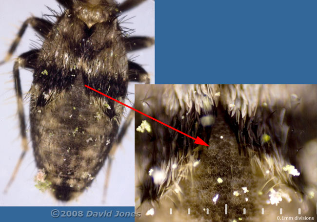 Barkfly (Pteroxanium kelloggi) - close-up showing scales