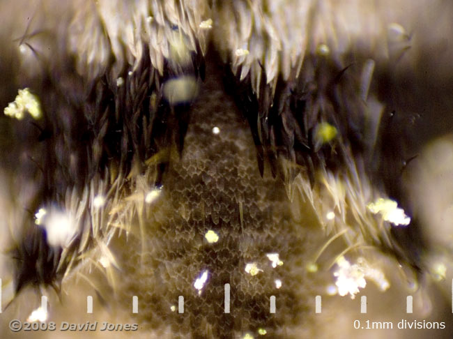 Barkfly (Pteroxanium kelloggi) - close-up showing scales - 2