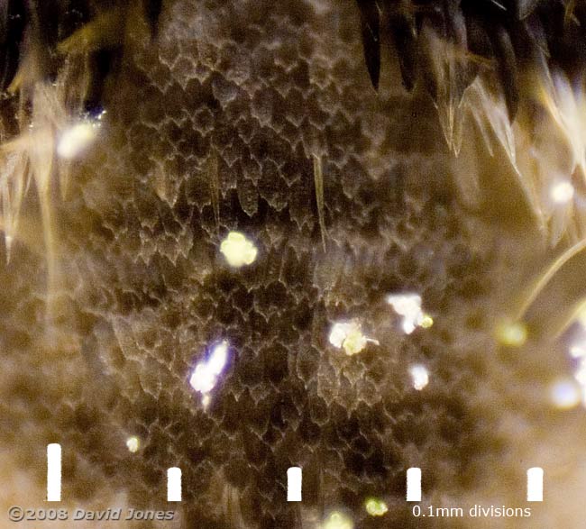 Barkfly (Pteroxanium kelloggi) - close-up showing scales - 3