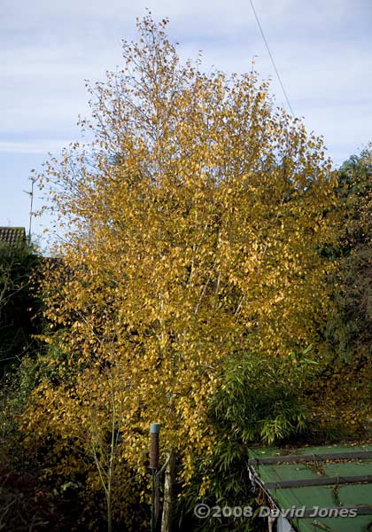 Our Himalayan Birch loses its leaves - on the 6th