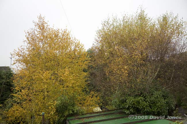 Our Himalayan Birch in full autumn colour, next to a native birch