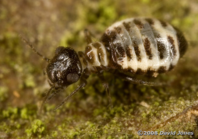 Barkfly (Pseudopsocus rostocki) on oak log