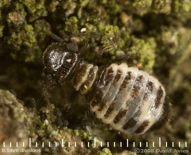 Barkfly (Pseudopsocus rostocki) on bark - 1