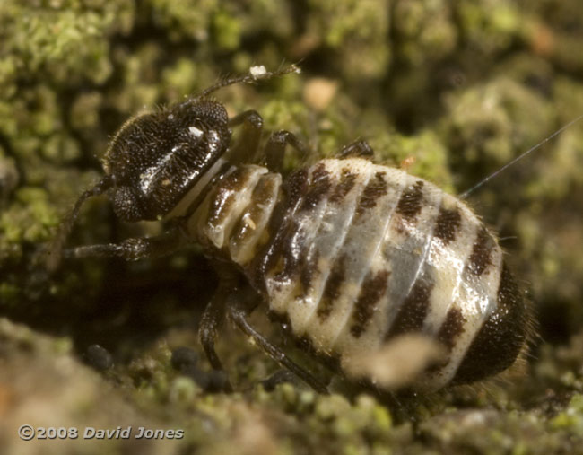 Barkfly (Pseudopsocus rostocki) on bark - 2