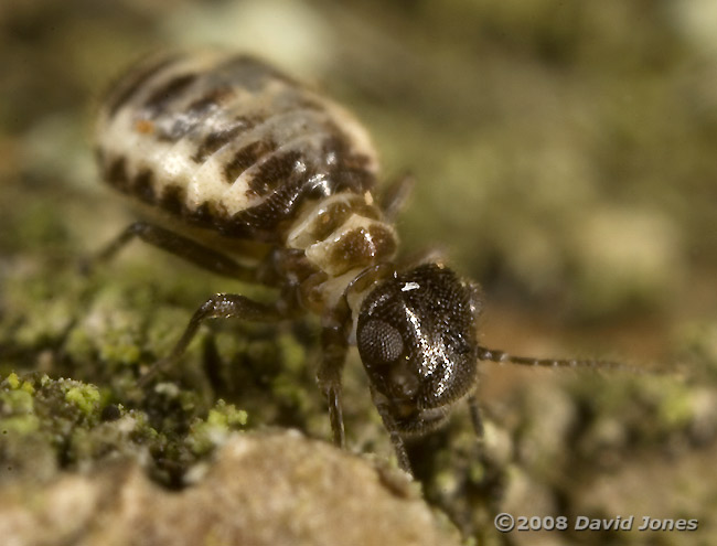 Barkfly (Pseudopsocus rostocki) on bark - 3