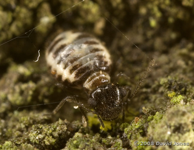 Barkfly (Pseudopsocus rostocki) on bark - 4