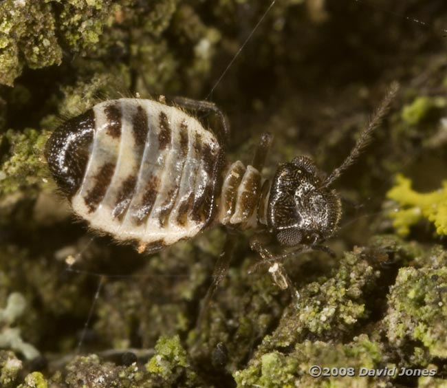 Barkfly (Pseudopsocus rostocki) on bark - 5