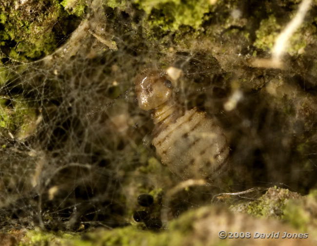 Immature barkfly (Possibly Pseudopsocus rostocki) on bark