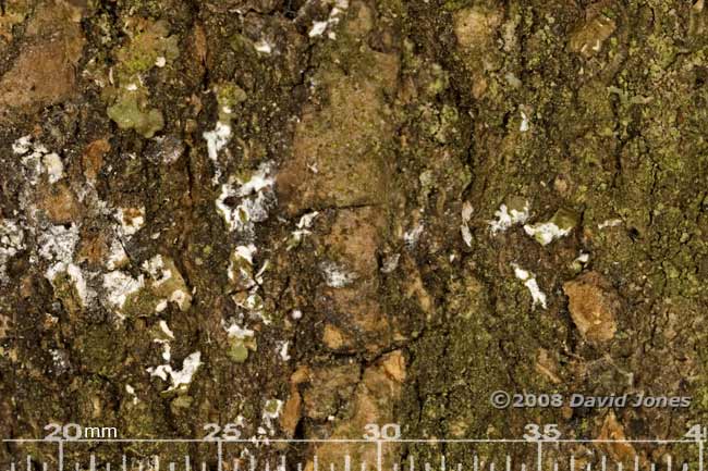 Oak bark with dead lichens