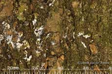 Lichen on oak bark
