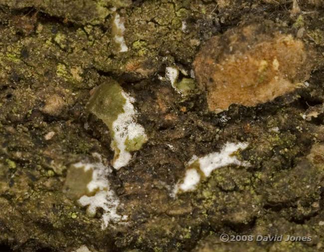 Oak bark with dead lichens - close-up