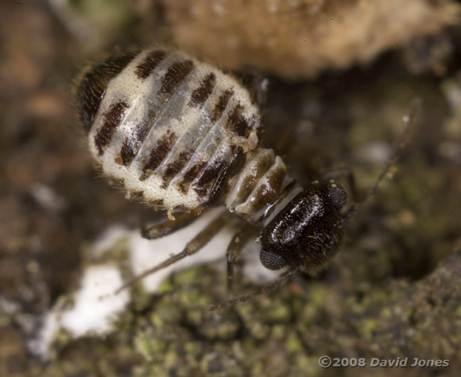 Barkfly (Pseudopsocus rostocki) feeding on lichen - 1