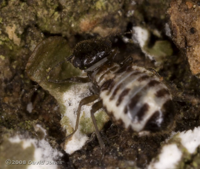 Barkfly (Pseudopsocus rostocki) feeding on lichen - 3