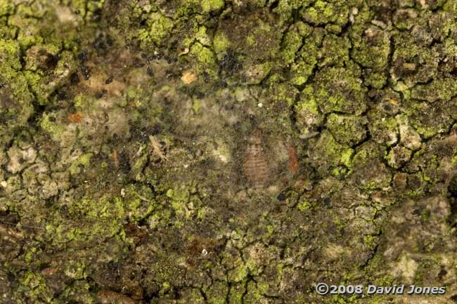 Barkfly nymph under silk shelter on oak bark - 1