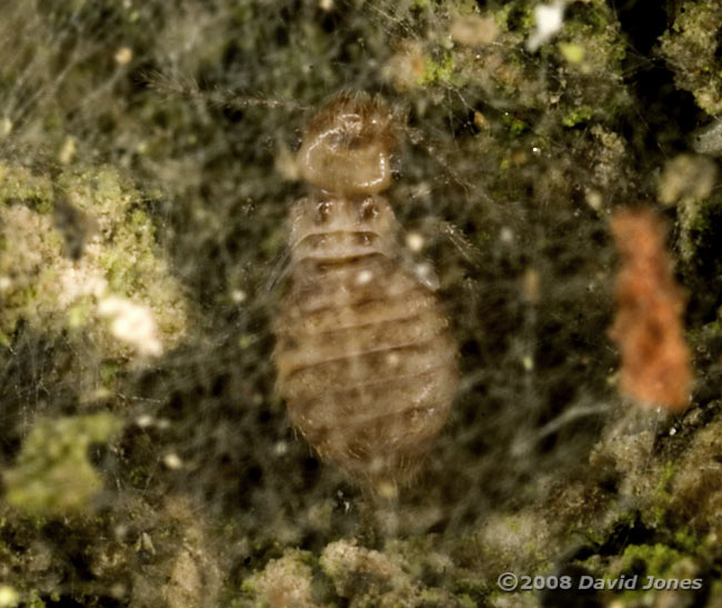 Barkfly nymph under silk shelter on oak bark - 2