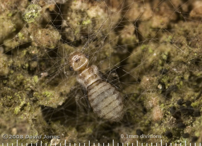 Barkfly nymph under silk shelter on oak bark - 3