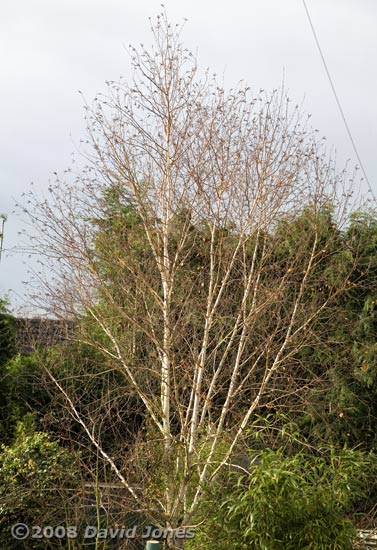 Our Himalayan Birch loses its leaves - on the 16th