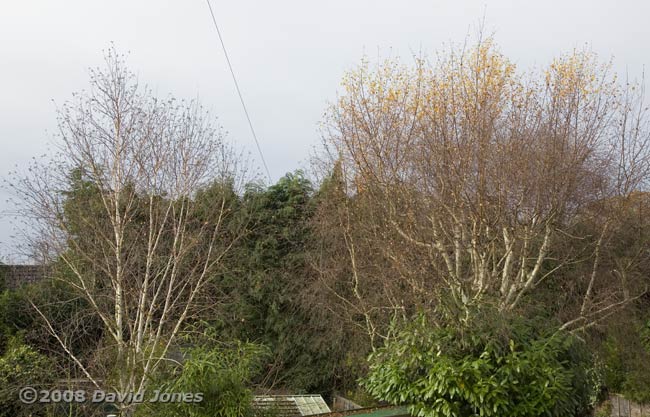 Our Himalayan Birch compared with a Silver Birch next door