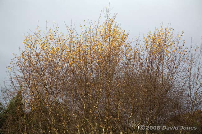 Leaves at the top of my neighbour's Silver Birch