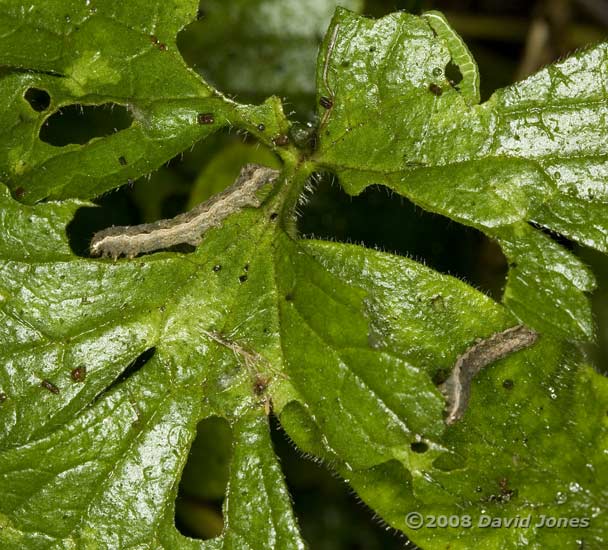 Caterpillars feed after dark