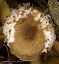 Fungus feasted on by slugs