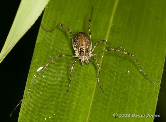 A harvestman on a bamboo leaf