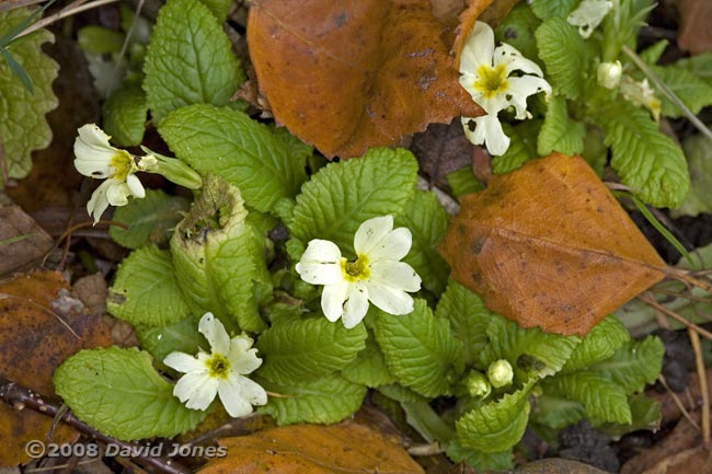 Primroses in flower