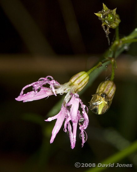 Ragged Robin in flower in flower