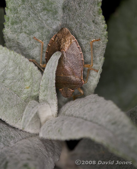 Common Green Shieldbug in its winter colouring