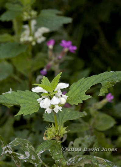 White Dead-nettles and Red Campions in flower