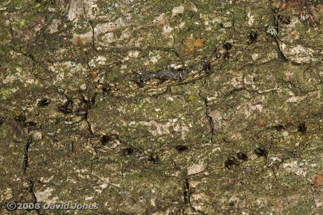 Barkflies ( Epicaecilius pilipennis)