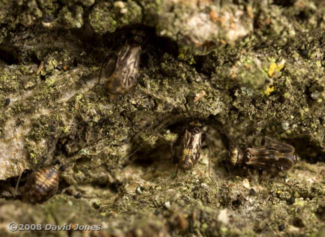 Barkflies ( Epicaecilius pilipennis) on oak log - 1