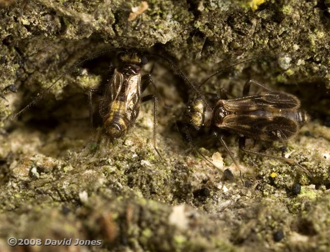 Barkflies ( Epicaecilius pilipennis) on oak log - 2