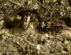 Barkflies ( Epicaecilius pilipennis) on oak log